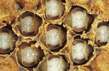 Bienenpuppen-s.jpg